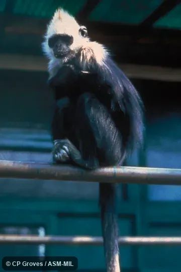 Sitting on railing, most of tail visible; formerly Trachypithecus poliocephalus leucocephalus.  Also as White-headed Black Langur.