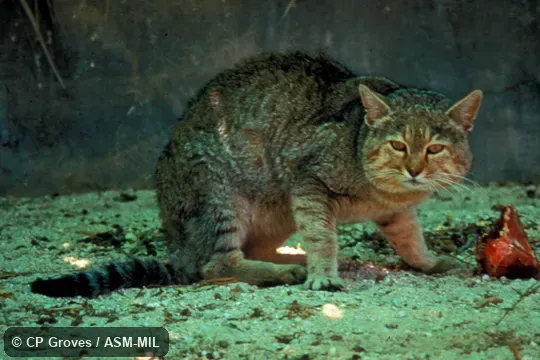 Side view, face toward camera. Originally identified as Felis silvestris gordoni. Now as Felis lybica lybica. Side view, face toward camera. Originally identified as Felis silvestris gordoni. Now as Felis lybica lybica.