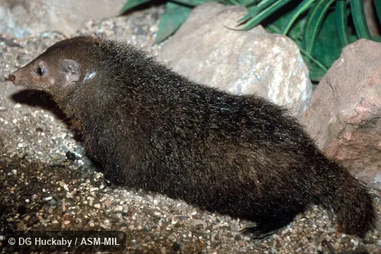 Side view, entirely in view.  Also as Common Kusimanse|Cusimanse|Long-nosed Cusimanse.