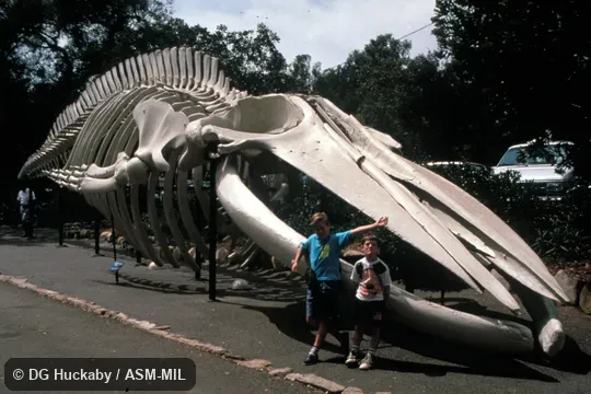 Three-quarter view (from front), showing entire skeleton but emphasizing skull, two persons in photo for scale.  Formerly in order Cetacea.  Also as Blue Rorqual, Sibbald's Rorqual, Sulphur-bottom Whale.