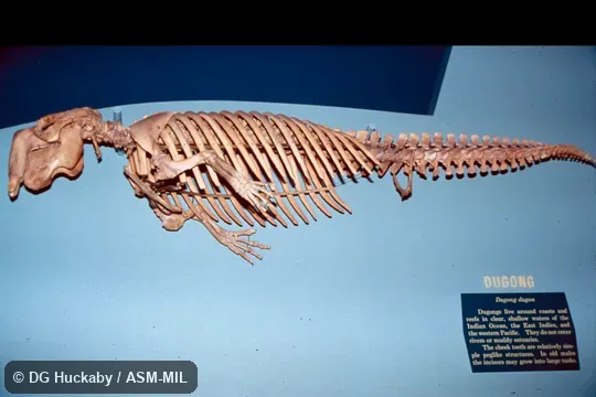 Side view of entire skeleton.  Also as Sea Cow, Sea Pig.
