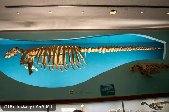 Side view of skeleton except for part of tail Side view of skeleton except for part of tail