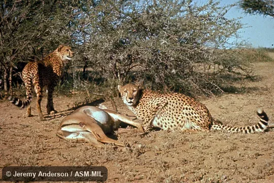 Two cheetahs at impala kill Two cheetahs at impala kill