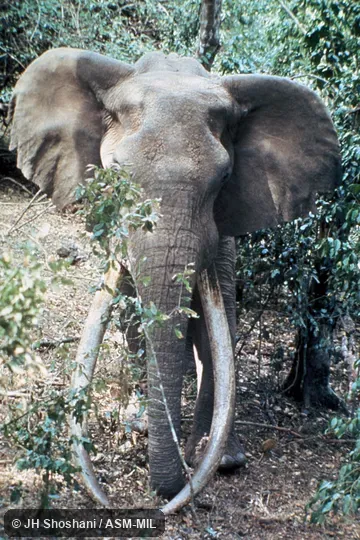 Front view of "Ahmed", with tusks reaching to the ground.  Also as African Bush Elephant.