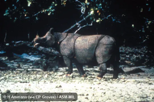 Side view, standing.  Also as Javan Rhinoceros.