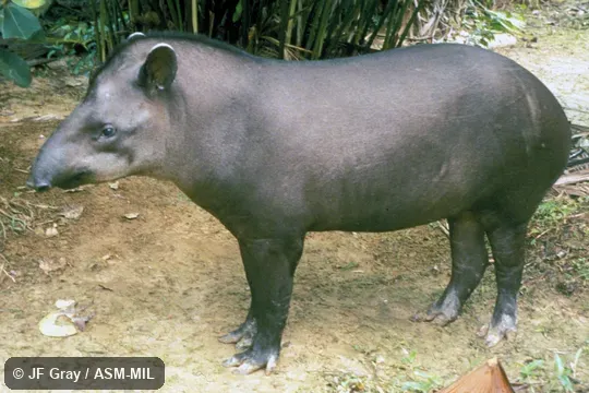 Side view, standing, feet clearly visible showing individual digits.  Also as Brazilian Tapir, South American Tapir.