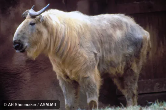 Side view, standing, 3-year-old male, born in captivity. Budorcas tibetana tibetana. Formerly Budorcas taxicolor tibetana, Takin. Also as Sichuan Takin. Side view, standing, 3-year-old male, born in captivity. Budorcas tibetana tibetana. Formerly Budorcas taxicolor tibetana, Takin. Also as Sichuan Takin.