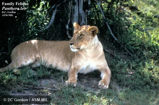 Side view of resting female