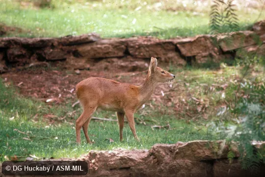 Side view, standing, male, canine visible