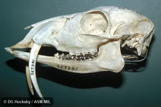 Side view of skull, illustrating canines.  USA, DC, Washington, National Museum of Natural History.