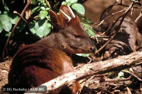View of male individual resting, antlers visible.  Also as Chilean Pudu.