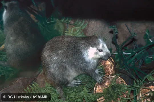 Side view, entire animal in view.  Formerly in Capromyidae.  Also as Cuban Hutia.
