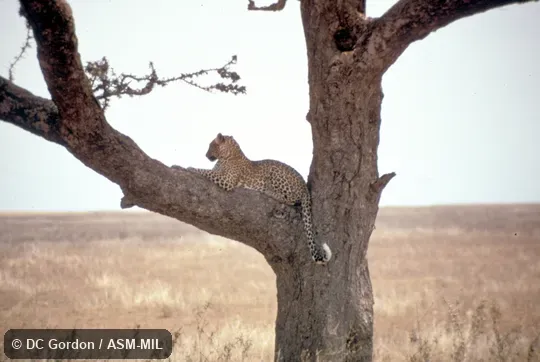 Side view, resting in tree. Also as Panther. Side view, resting in tree. Also as Panther.
