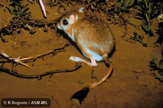 Side view, entire animal in view.  Also as Hairy-footed Jerboa|Rough-legged Jerboa.