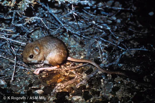 Side view, entire animal in view.  Also as Andrews's Three-toed Jerboa|Mongolian Jerboa.