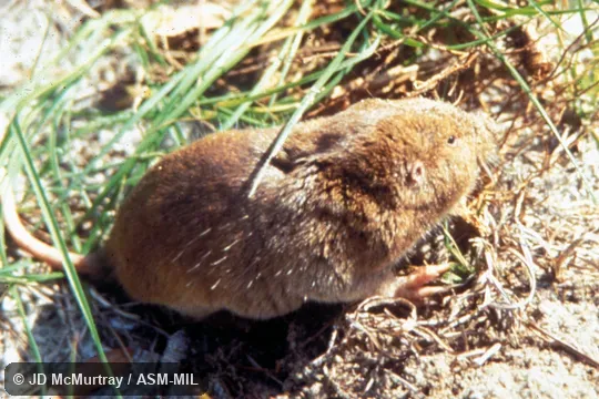 Side view, animal on surface of ground.  Tail, ears, forefeet visible.  Also as Sandy Mounder.