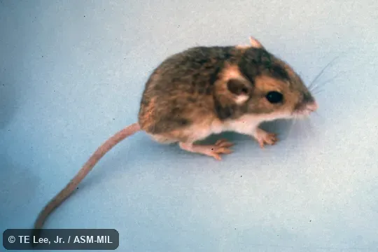 Side view, entire animal in view