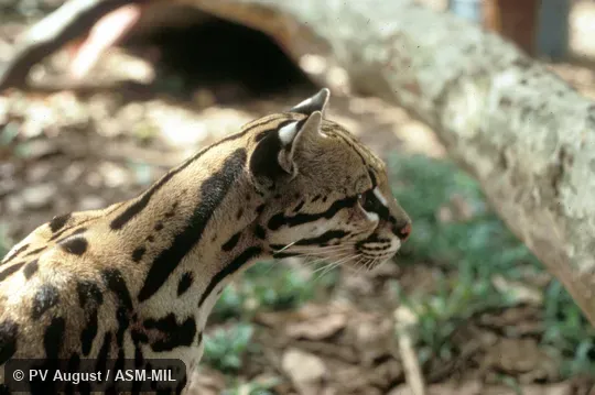 Close-up of head and neck