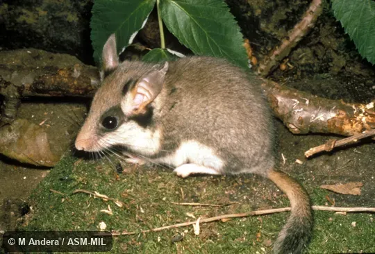 Side view, entire animal in view