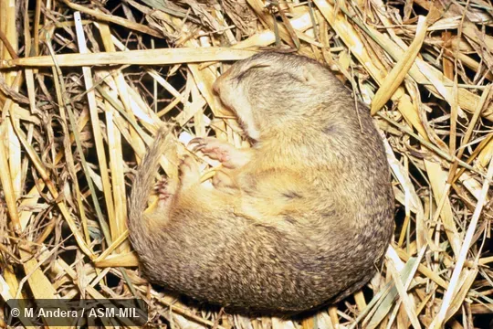 Curled, on straw, hibernating.  Also as European Souslik.