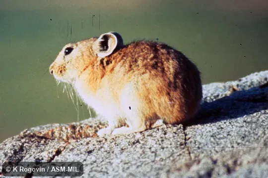 Side view, resting on ledge, entirely in view. Also as Mongolian Pika. Side view, resting on ledge, entirely in view. Also as Mongolian Pika.