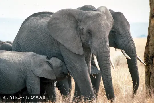 Female nursing calf.  Also as African Bush Elephant.