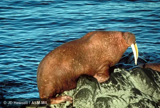 Side view of male, on rock by water.  Odobenus rosmarus divergens, Pacific Walrus.