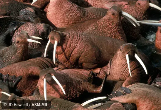 Group of males, includes front view of tusks.  Odobenus rosmarus divergens, Pacific Walrus.