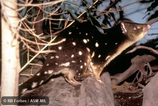 Side view.  Also as Eastern Native Cat.