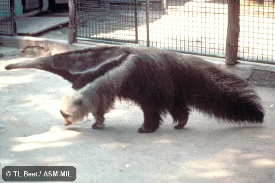 Side view, walking, in captivity, feet fully visible.  Also as Ant Bear, Great Anteater.