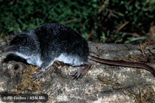 Side view.  Formerly Sorex palustris navigator, American Water Shrew.  Formerly Soricomorpha.
