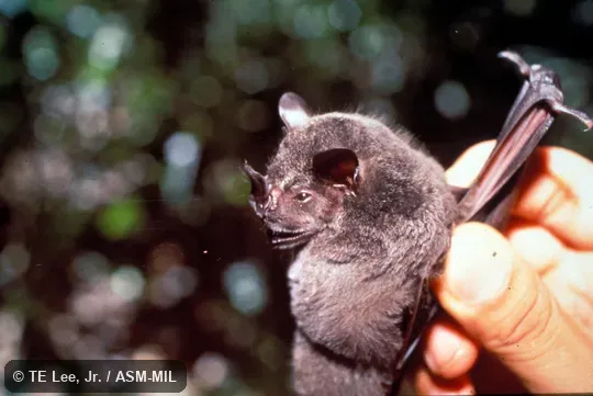 Side view, hand-held.  Also as Dark Artibeus|Black Artibeus.