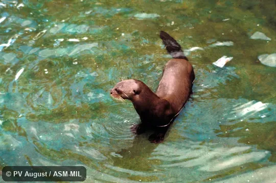 Oblique view of captive Oblique view of captive