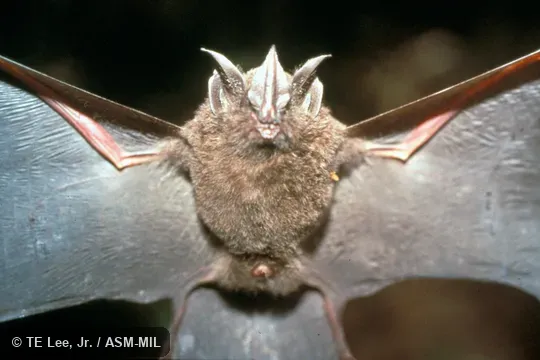 Front (ventral) view, wings extended