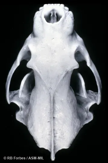 Dorsal view of skull.  Also as Glutton, Skunk Bear.