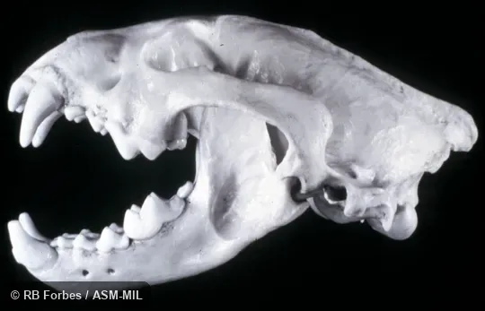 Lateral view of skull and lower jaw.  Also as Glutton, Skunk Bear.