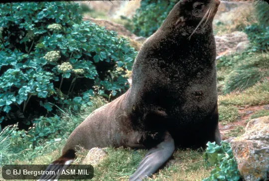 Lateral view, on land.  Also as Alaskan Fur Seal, Pribilof Fur Seal.