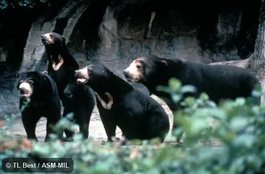 Frontal view of four individuals.  Also as Malayan Sun Bear, Dog Bear, Honey Bear.