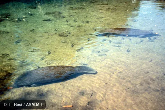 Trichechus manatus latirostris.  View from side and above of two individuals in a shallow pool.  Also as Florida Manatee, North American Manatee.