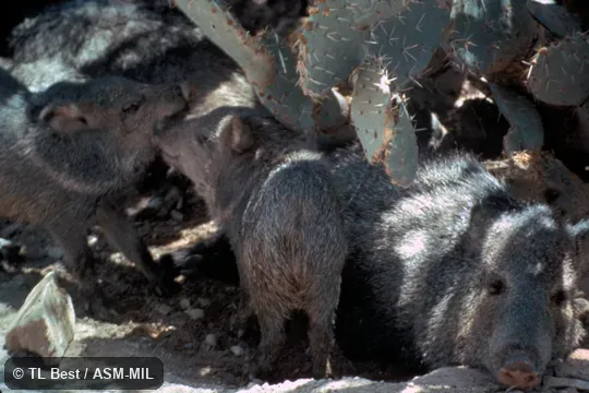 Group, including one young.  Formerly as Pecari tajacu or Pecari angulatus, Javelina.
