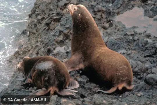 Oblique view of two males. Also as California Sealion|Californian Sea Lion. Oblique view of two males. Also as California Sealion|Californian Sea Lion.