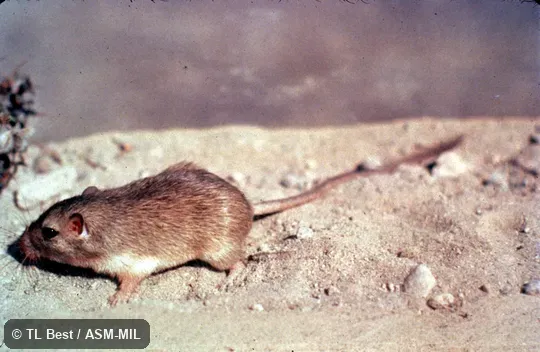 Side view, feet and tail visible. Also as Sand Pocket Mouse. Side view, feet and tail visible. Also as Sand Pocket Mouse.