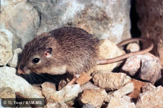 Side view, hind feet and tail visible. Formally Chaetodipus nelsoni canescens, Nelson's Pocket Mouse. Side view, hind feet and tail visible. Formally Chaetodipus nelsoni canescens, Nelson's Pocket Mouse.