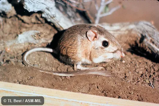 Side view, hind feet and tail visible.  Also as Nimble Kangaroo Rat|Pacific Kangaroo Rat.