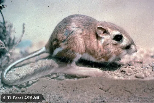 Side view, feet and tail visible