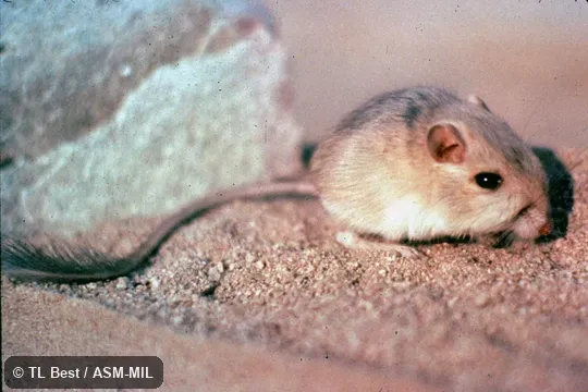 Side view, hind feet and tail visible, Dipodomys merriami insularis, San José Island Kangaroo Rat.