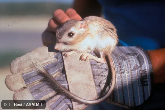 Side view, feet and tail visible, hand-held Side view, feet and tail visible, hand-held