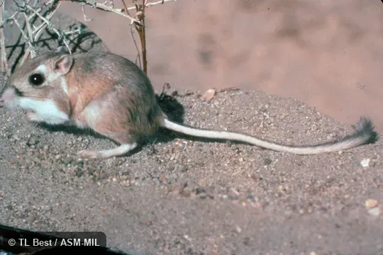 Dipodomys panamintinus mohavensis. Side view, feet and tail visible. Also as Mojave Kangaroo Rat. Dipodomys panamintinus mohavensis. Side view, feet and tail visible. Also as Mojave Kangaroo Rat.
