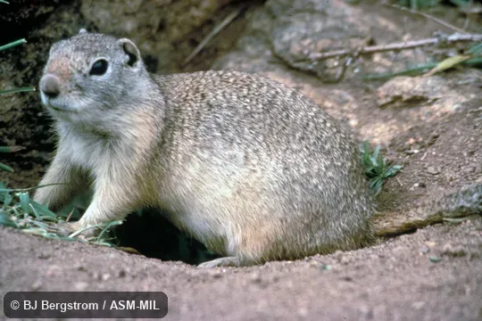 Side view at burrow entrance. Formerly Spermophilus elegans. Side view at burrow entrance. Formerly Spermophilus elegans.