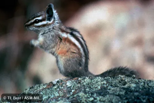 Side view.  Formerly Tamias cinereicollis.